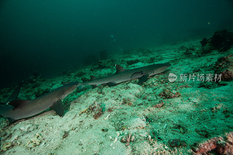 hammerhead shark, reef shark , nurse shark , white shark